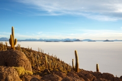 Cacti and Salar de Uyuni from Pescado Island