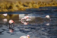 Flamingo and village