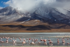 Flamingos and mountains