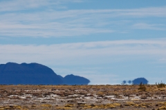 Vicuña on the marginal land next to Salar de Uyuni
