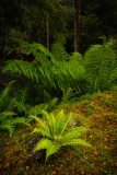 Ferns, Styx River Nature Reserve