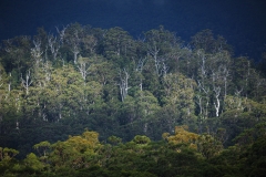 Trees, Mount Field National Park