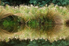Maydena grass reflections