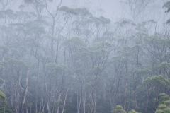 Trees in mist, Mount Field National Park
