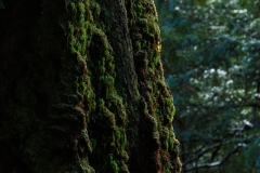 Tree detail, Styx River Nature Reserve