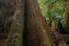 Big Tree Trail, Styx River Nature Reserve