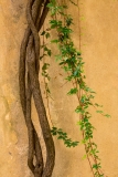 Wall and vine